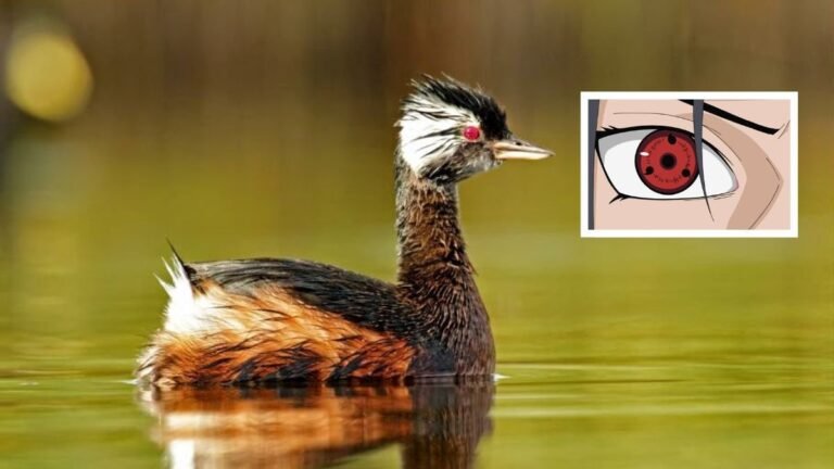 Zampullín en Chile se vuelve viral por sus ojos similares al “Sharingan” de Naruto